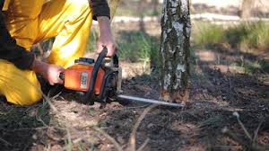 Best Tree Disease Treatment  in Gratton, VA