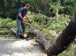 Best Lot and Land Clearing  in Gratton, VA