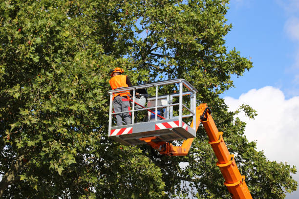 Best Stump Grinding and Removal  in Gratton, VA