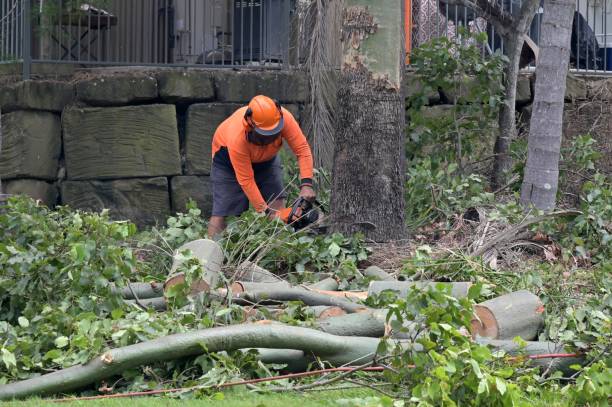 How Our Tree Care Process Works  in Gratton, VA